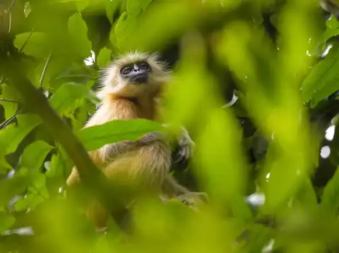Chakrashila Wildlife Sanctuary
