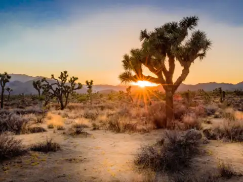 Desert National Park, Rajasthan
