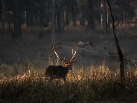 Kuno National Park, Madhya Pradesh