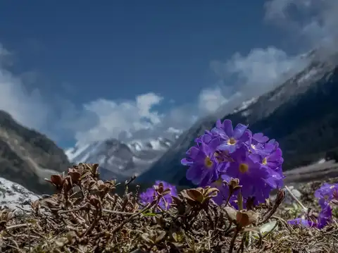 Yumthang Valley, Sikkim