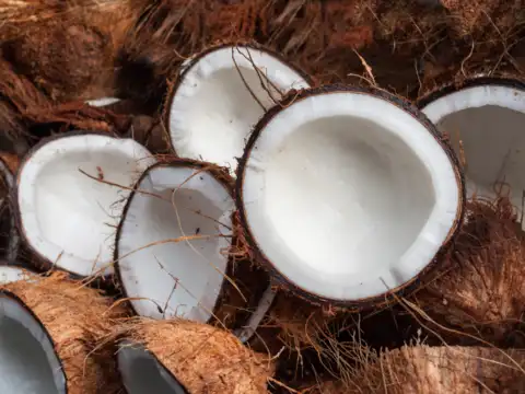 Coconut