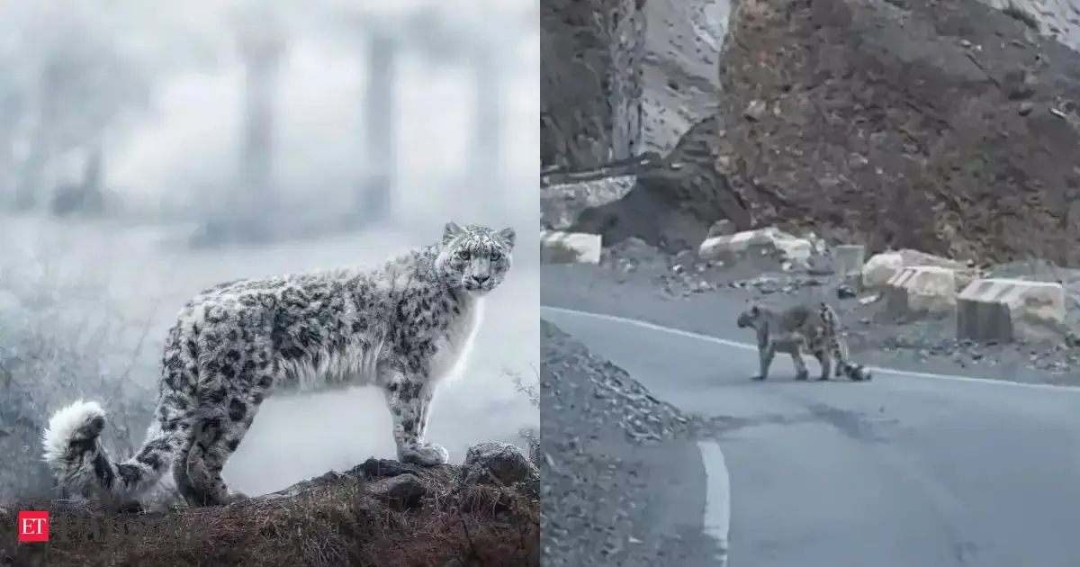 ‘Ghost of the mountains’ spotted in Spiti: Tourists capture rare snow ...