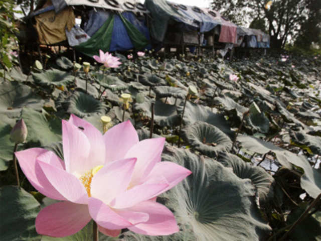 Lotus flowers bloom in Cambodia