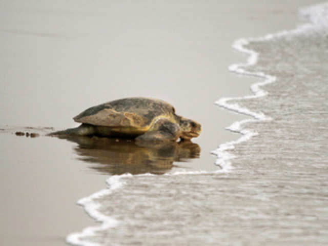 An Olive Ridley turtle