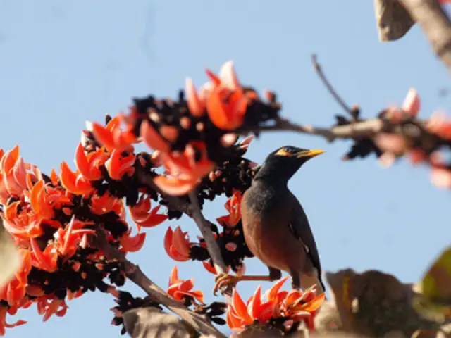 Flowering Palash tree - March 01, 2012 | The Economic Times