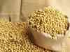 Agro commodity check: Soybean off highs, guar seed gains