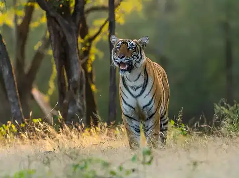 Bandhavgarh National Park, Madhya Pradesh