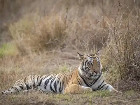 Satpura Tiger Reserve, Madhya Pradesh