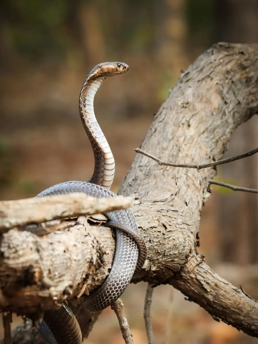 8 Deadliest Instinct: Nature’s Most Poisonous Predators | EconomicTimes