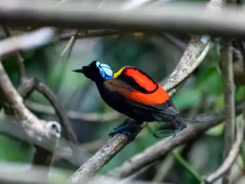 Wilson&rsquo;s Bird-of-Paradise (Cicinnurus respublica)