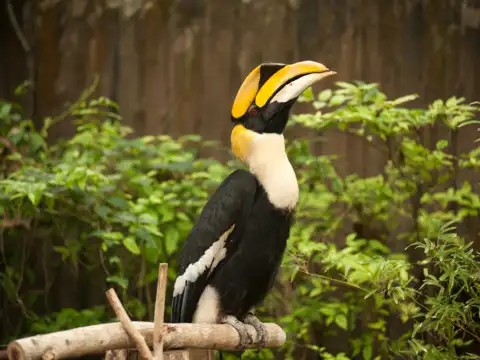 Great Hornbill (Buceros bicornis)