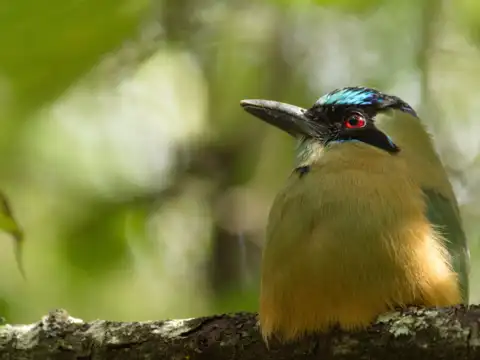 Blue-crowned Motmot (Momotus momota)