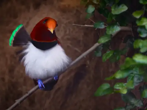 King Bird-of-Paradise (Cicinnurus regius)