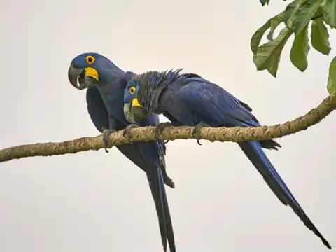 Hyacinth Macaw (Anodorhynchus hyacinthinus)