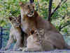 Orphaned lionesses learn motherhood at Junagadh zoo