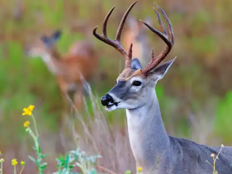 White Sambar Deer &ndash; The Pale Forest Wanderer