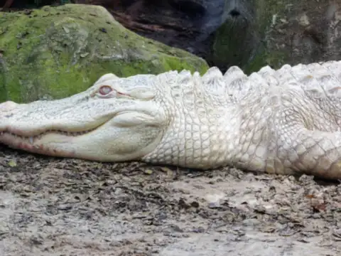 White Crocodile &ndash; The Phantom of Bhitarkanika