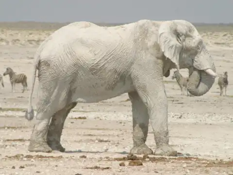 White Elephant &ndash; The Sacred Rarity