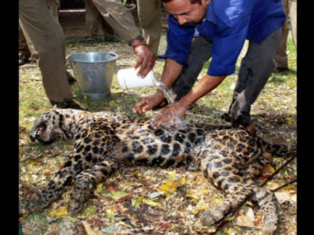 A leopard being wash by Zoo workers
