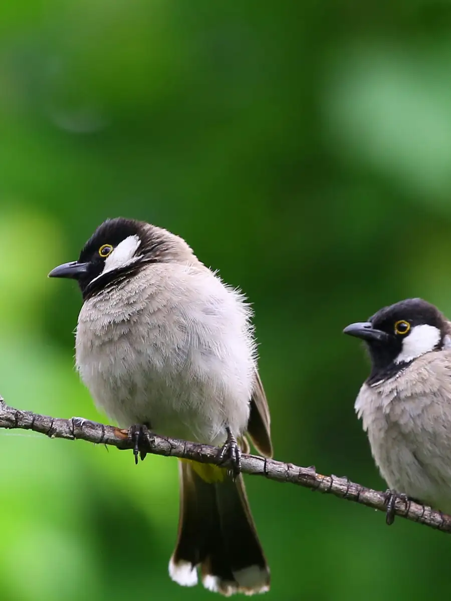 8 birds that naturally keep mosquitoes in check | EconomicTimes