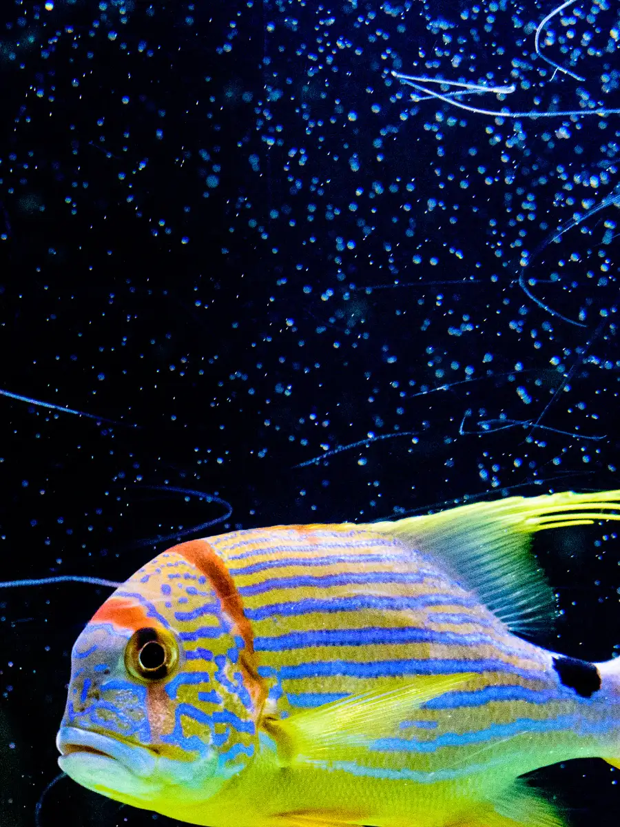 8 striped creatures that reveal nature’s hidden patterns | EconomicTimes