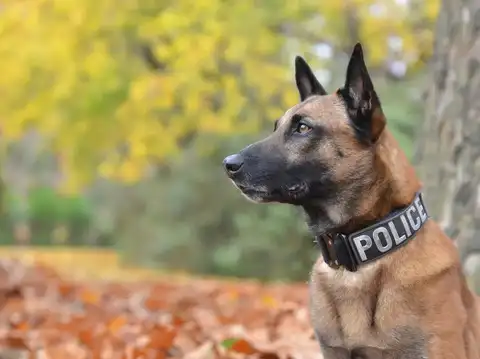 Police Dogs (K9 Units)