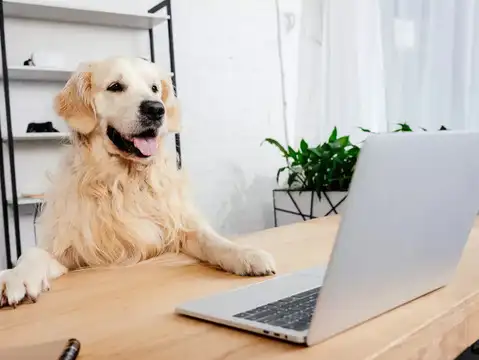 Therapy or Office Dogs (Happiness Officers)