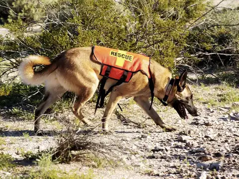 Search and Rescue Dogs