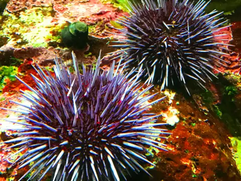 The Red Sea Urchin