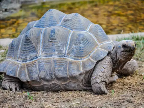 The Aldabra Giant Tortoise