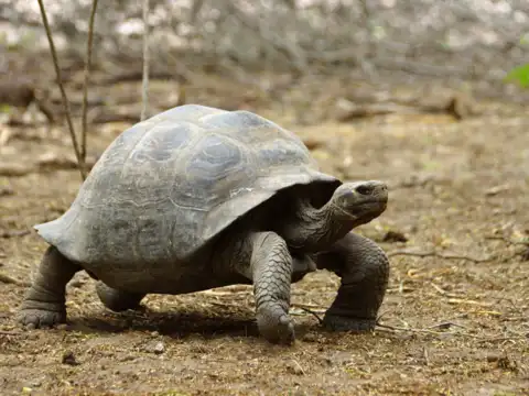  The Gal&aacute;pagos Tortoise