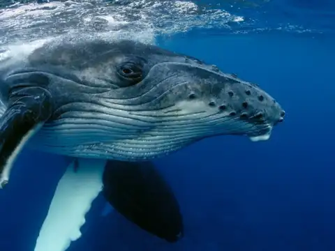  The Bowhead Whale