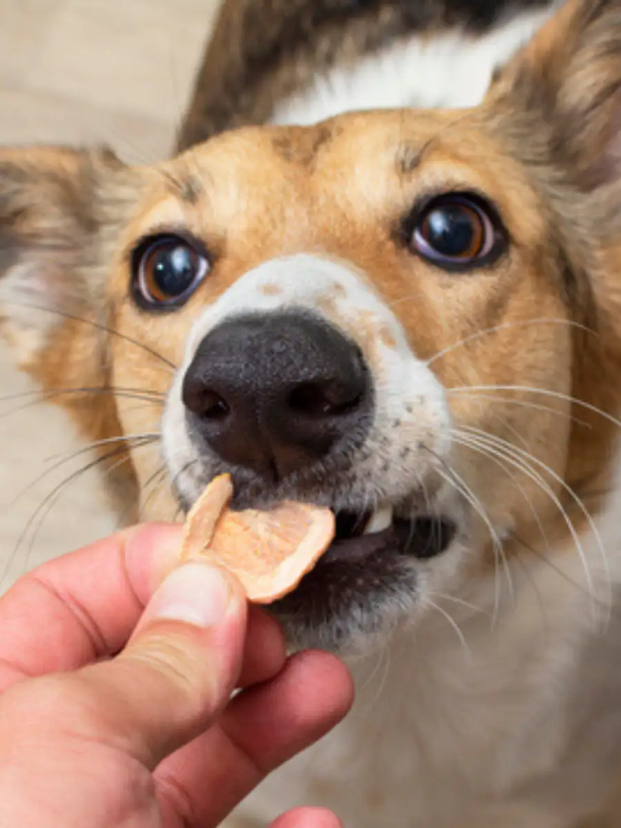 Stop! 9 foods you must never give a dog | EconomicTimes