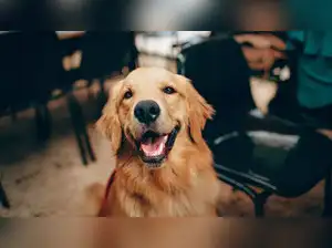 https://img.etimg.com/thumb/msid-121617474,width-300,height-225,imgsize-34680,resizemode-75/amber-returns-home-after-100-mile-trip.jpg