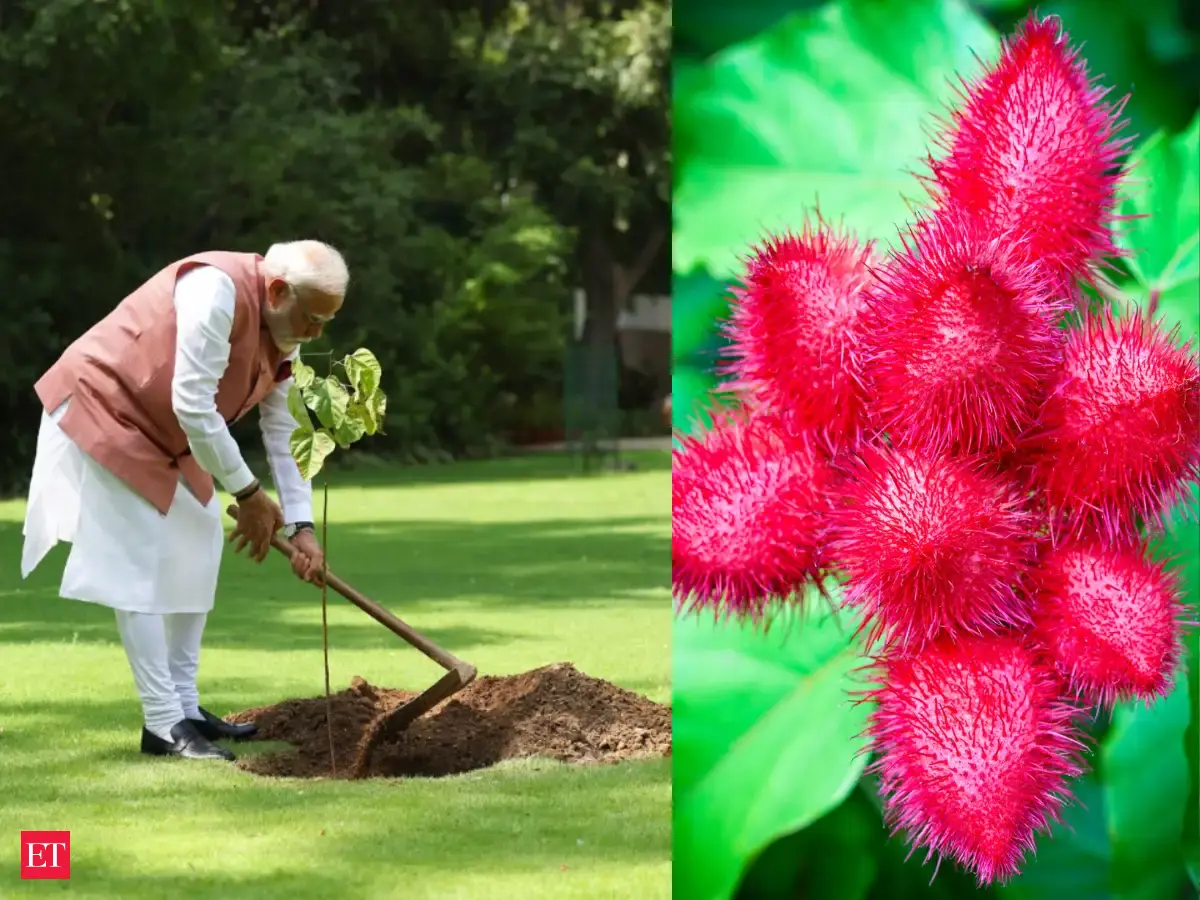 PM Modi plants sindoor tree at his Delhi residence: What is this plant ...