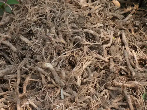 Punarnava (Boerhavia diffusa)