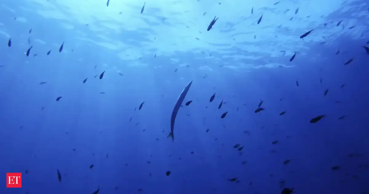 World leaders urged to step up for overexploited oceans - The Economic ...