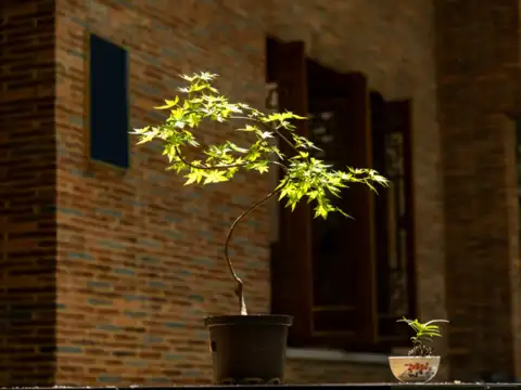 Indoor plant with a custom pot