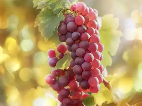 Red Grapes