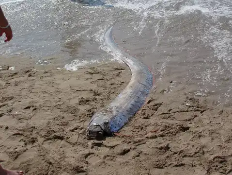 May 2025 &ndash; Giant Oarfish Found in India