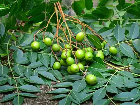 Use Neem to prevent skin infections