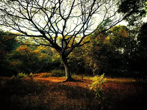 Aarey Colony
