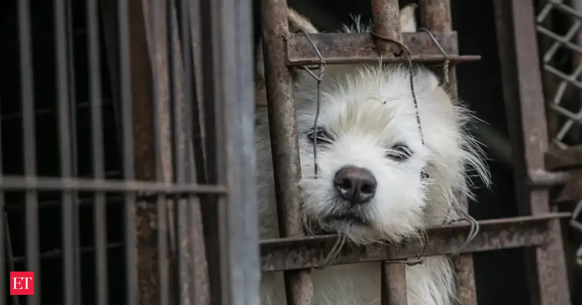 South Korea’s dog meat ban: The fate of half a million dogs