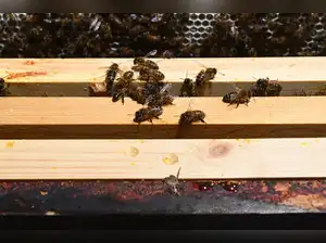 Killer bees spreading across US