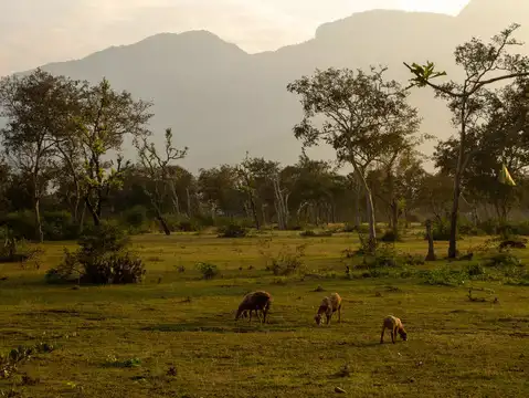 Mudumalai National Park, Tamil Nadu
