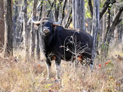 Satpura National Park (Buffer Zone), Madhya Pradesh