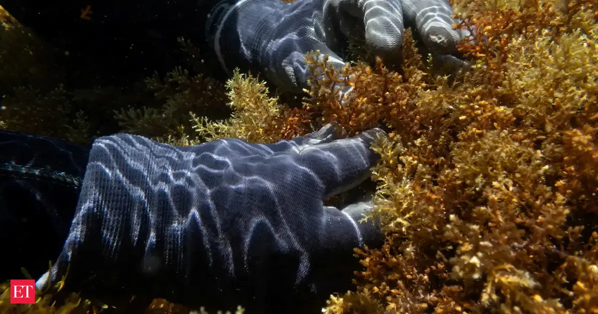 Operation Crayweed: How scientists are reviving Sydney’s lost underwater forests