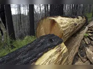 Trump administration plans to rescind rule blocking logging on national forest lands