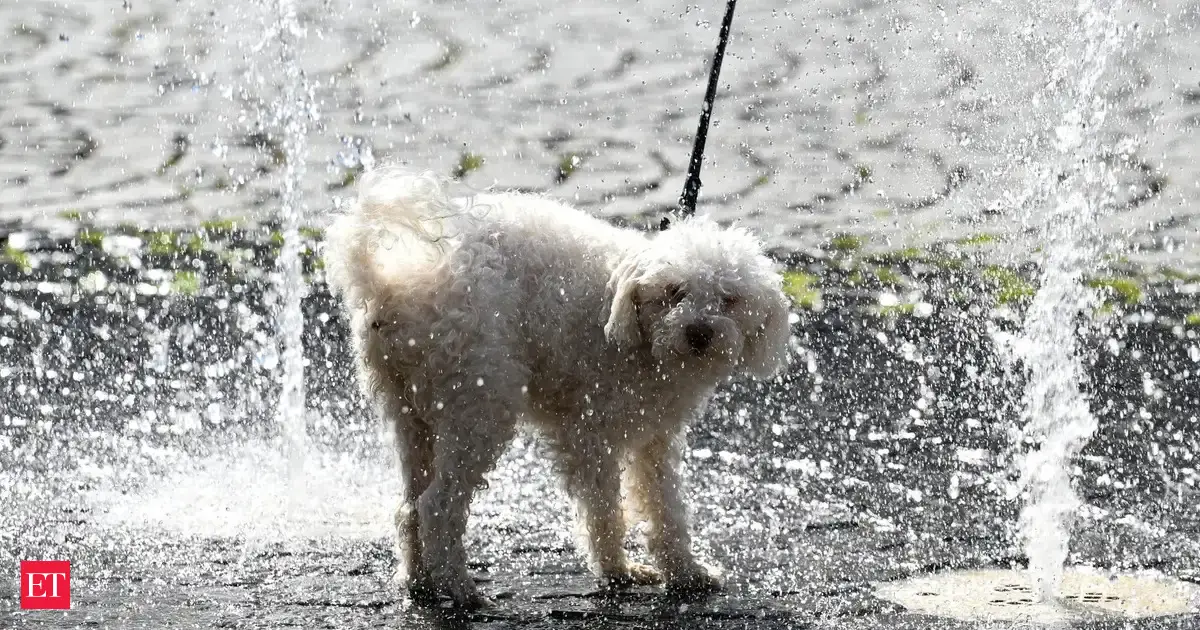 Europe sizzles at 40°C: Eiffel Tower closed, animals cooled with ice, and wildfires rage