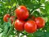 Govt plans to sell subsidised tomatoes